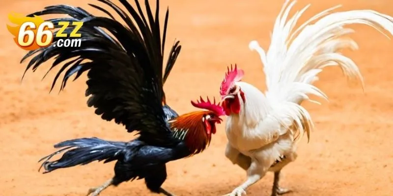 Attractive cockfighting with many eye-catching matches
