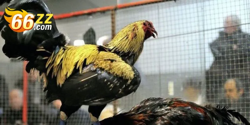 Enjoy cockfighting games at Pana365 Casino